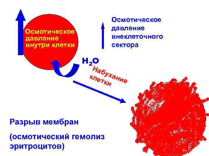 Осмотическое давление внеклеточного сектора Осмотическое давление внутри клетки Н 2 О Наб кле ухани