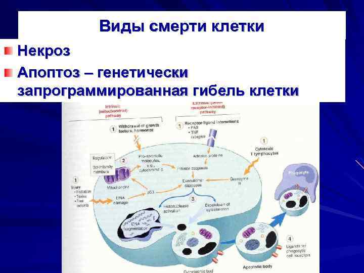 Виды смерти клетки Некроз Апоптоз – генетически запрограммированная гибель клетки 