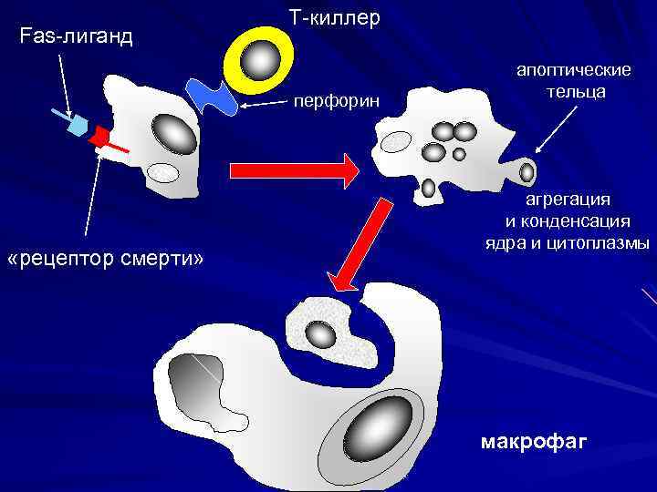 Fas-лиганд Т-киллер перфорин «рецептор смерти» апоптические тельца агрегация и конденсация ядра и цитоплазмы макрофаг