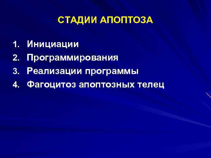 СТАДИИ АПОПТОЗА 1. Инициации 2. Программирования 3. Реализации программы 4. Фагоцитоз апоптозных телец 