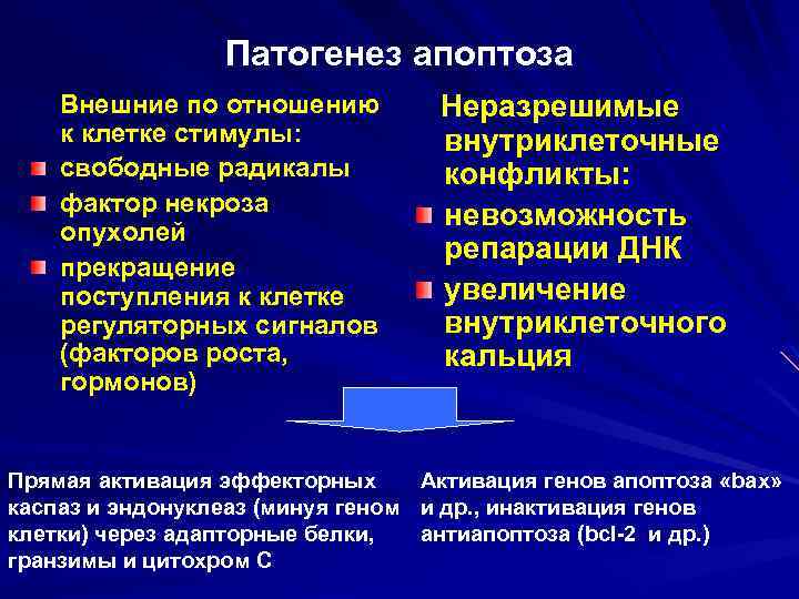 Патогенез апоптоза Внешние по отношению к клетке стимулы: свободные радикалы фактор некроза опухолей прекращение