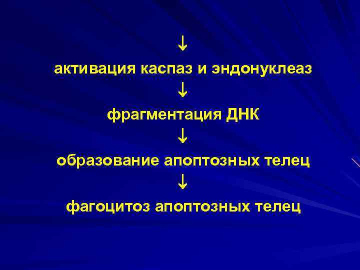  активация каспаз и эндонуклеаз фрагментация ДНК образование апоптозных телец фагоцитоз апоптозных телец 