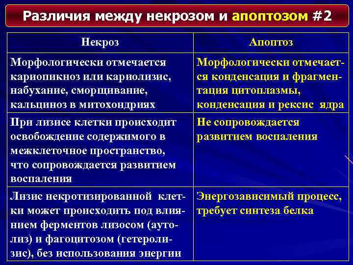 Различия между некрозом и апоптозом #2 Некроз Апоптоз Морфологически отмечается кариопикноз или кариолизис, набухание,