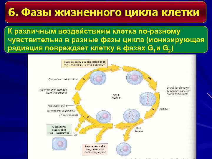 6. Фазы жизненного цикла клетки К различным воздействиям клетка по-разному чувствительна в разные фазы