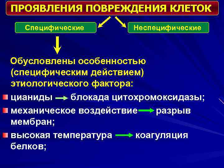 ПРОЯВЛЕНИЯ ПОВРЕЖДЕНИЯ КЛЕТОК Специфические Неспецифические Обусловлены особенностью (специфическим действием) этиологического фактора: цианиды блокада цитохромоксидазы;