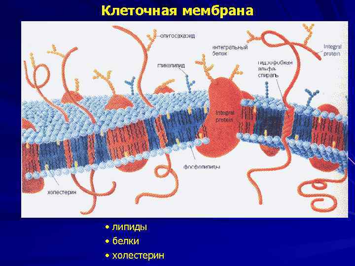 Клеточная мембрана • липиды • белки • холестерин 