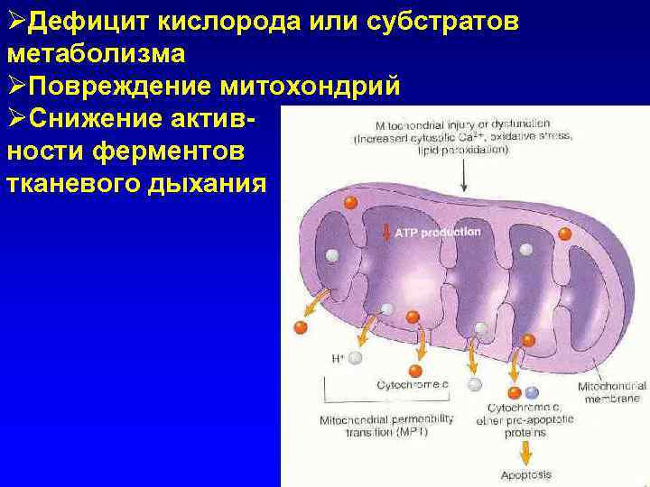 ØДефицит кислорода или субстратов метаболизма ØПовреждение митохондрий ØСнижение активности ферментов тканевого дыхания 