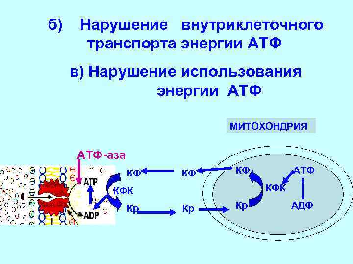 б) Нарушение внутриклеточного транспорта энергии АТФ в) Нарушение использования энергии АТФ МИТОХОНДРИЯ АТФ-аза КФ