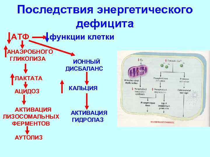 Последствия энергетического дефицита АТФ функции клетки АНАЭРОБНОГО ГЛИКОЛИЗА ИОННЫЙ ДИСБАЛАНС ЛАКТАТА АЦИДОЗ АКТИВАЦИЯ ЛИЗОСОМАЛЬНЫХ