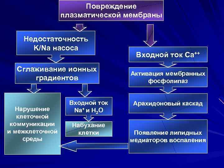 Повреждение плазматической мембраны Недостаточность K/Na насоса Сглаживание ионных градиентов Нарушение клеточной коммуникации и межклеточной