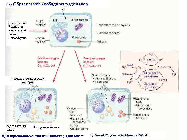 А) Образование свободных радикалов Воспаление Радиация Химические агенты Реперфузия Пероксидное окисление мембран Фрагментация ДНК