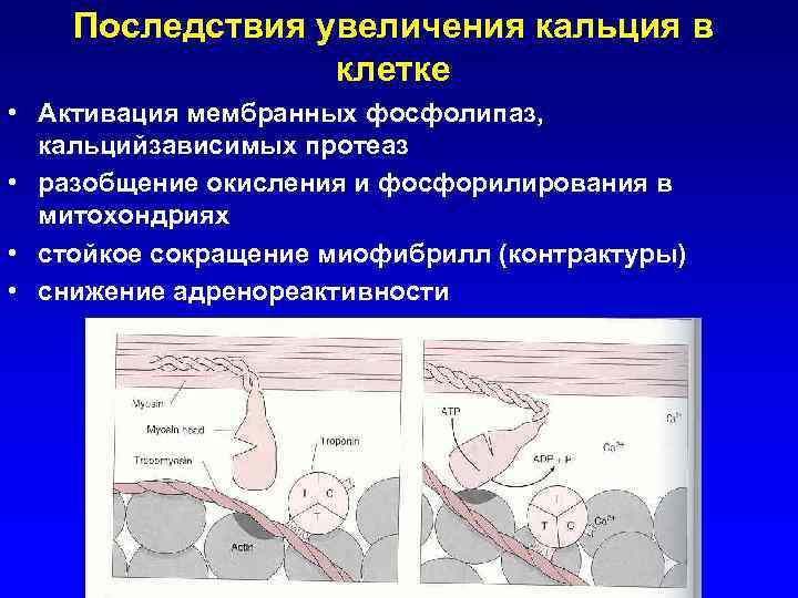 Последствия увеличения кальция в клетке • Активация мембранных фосфолипаз, кальцийзависимых протеаз • разобщение окисления