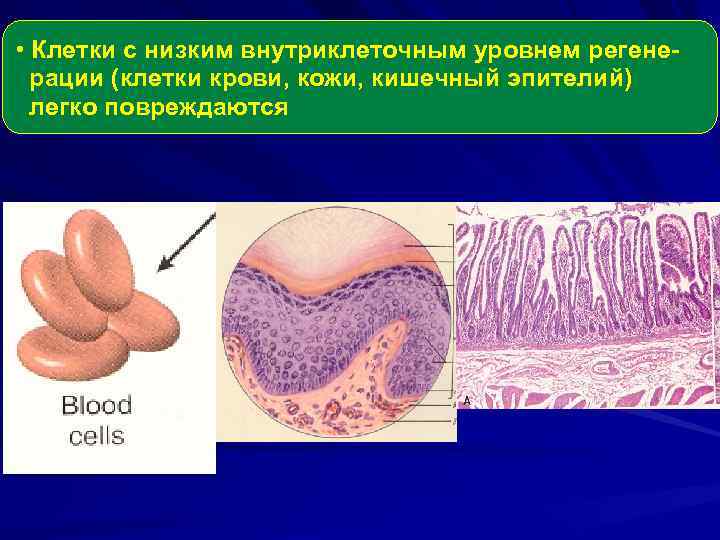  • Клетки с низким внутриклеточным уровнем регенерации (клетки крови, кожи, кишечный эпителий) легко