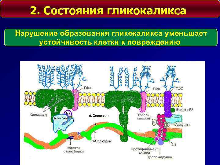 2. Состояния гликокаликса Нарушение образования гликокаликса уменьшает устойчивость клетки к повреждению 