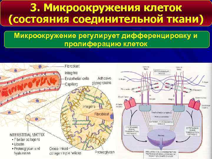 3. Микроокружения клеток (состояния соединительной ткани) Микроокружение регулирует дифференцировку и пролиферацию клеток 