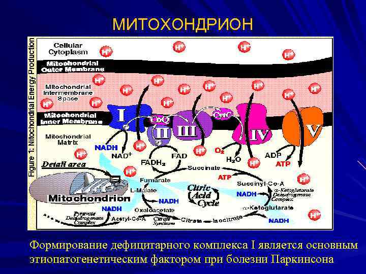 МИТОХОНДРИОН Формирование дефицитарного комплекса І является основным этиопатогенетическим фактором при болезни Паркинсона 