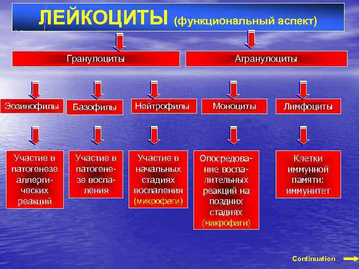 ЛЕЙКОЦИТЫ (функциональный аспект) Гранулоциты Эозинофилы Базофилы Участие в патогенезе аллергических реакций Участие в патогенезе