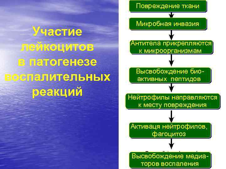 Повреждение ткани Участие лейкоцитов в патогенезе воспалительных реакций Микробная инвазия Антитела прикрепляются к микроорганизмам