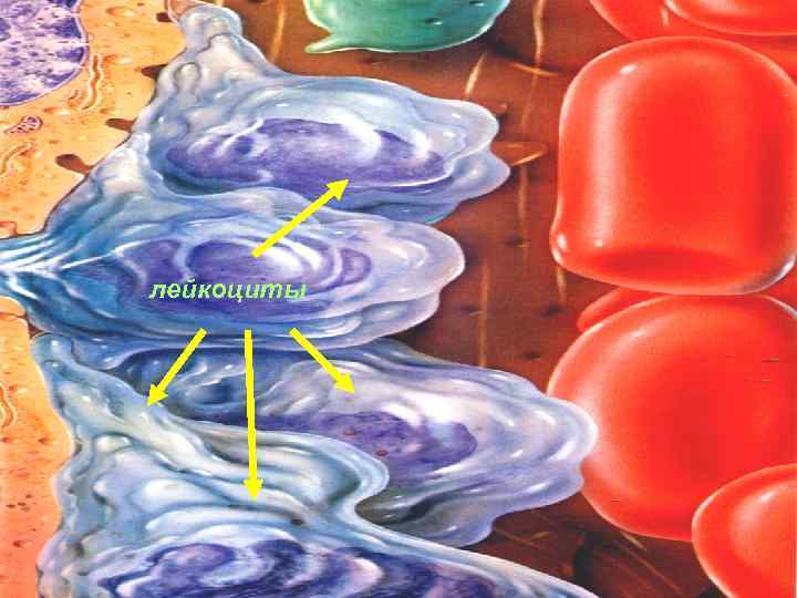 лейкоциты 