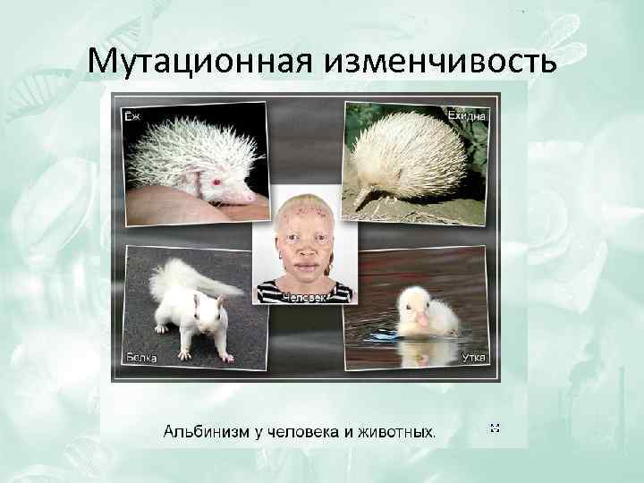 Мутационная изменчивость