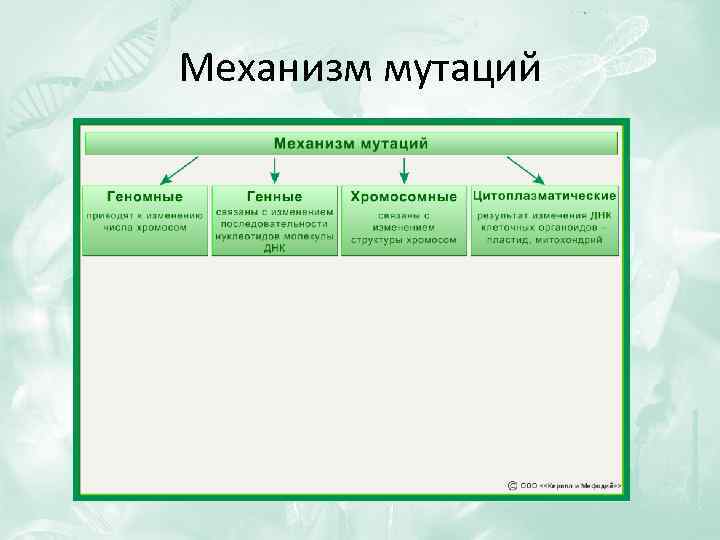 Кроссворд генотипическая изменчивость