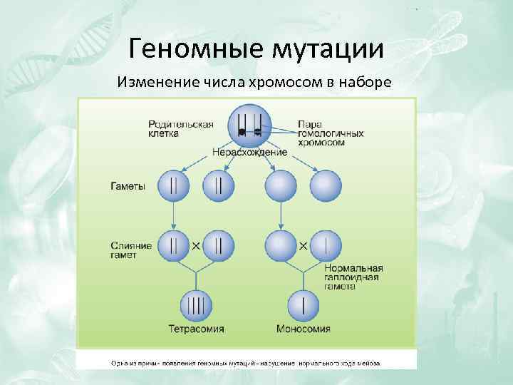 Геномные мутации Изменение числа хромосом в наборе 