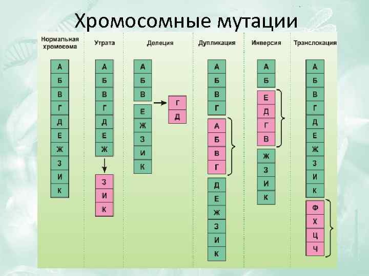 Генные геномные хромосомные мутации