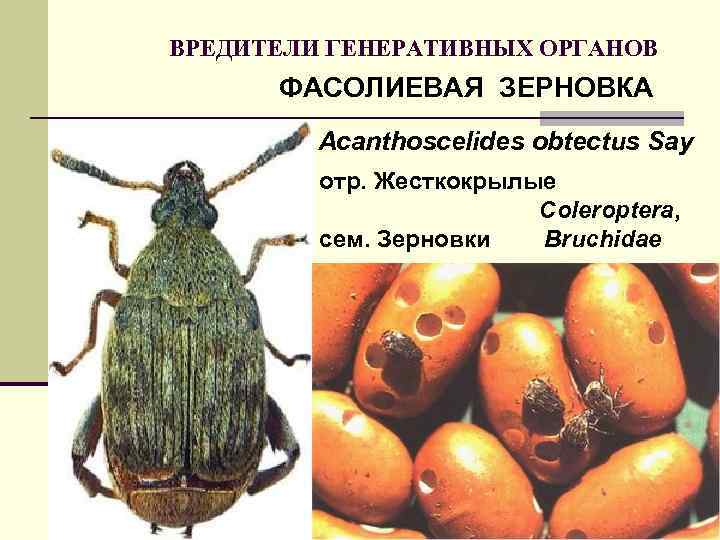 ВРЕДИТЕЛИ ГЕНЕРАТИВНЫХ ОРГАНОВ ФАСОЛИЕВАЯ ЗЕРНОВКА Acanthoscelides obtectus Say отр. Жесткокрылые Сoleroptera, сем. Зерновки Bruchidae