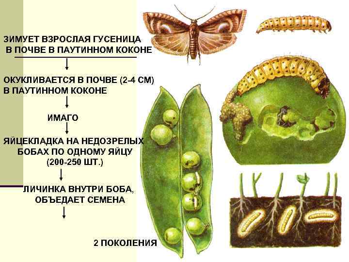 ЗИМУЕТ ВЗРОСЛАЯ ГУСЕНИЦА В ПОЧВЕ В ПАУТИННОМ КОКОНЕ ОКУКЛИВАЕТСЯ В ПОЧВЕ (2 -4 СМ)