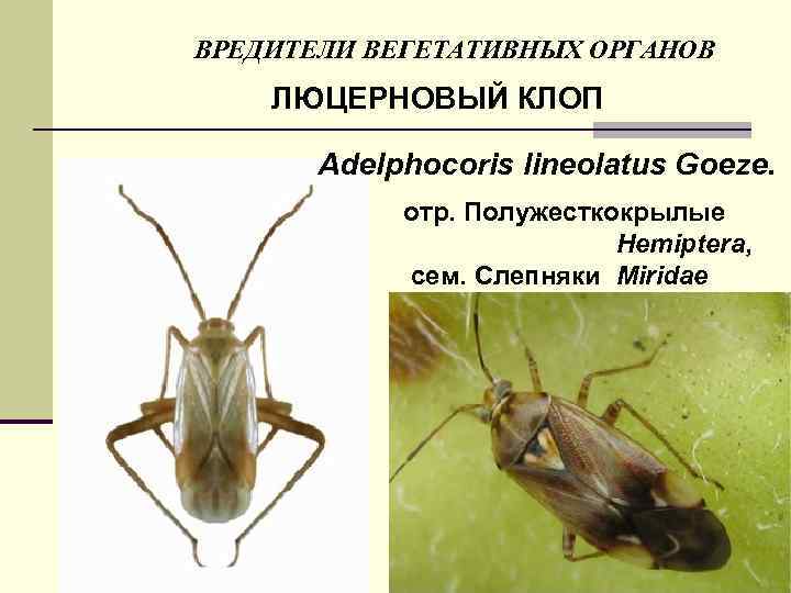 ВРЕДИТЕЛИ ВЕГЕТАТИВНЫХ ОРГАНОВ ЛЮЦЕРНОВЫЙ КЛОП Adelphocoris lineolatus Goeze. отр. Полужесткокрылые Hemiptera, сем. Слепняки Miridae