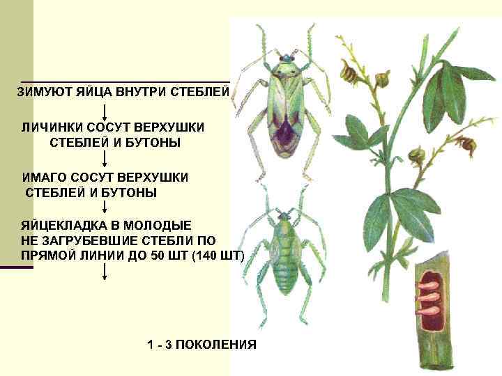 ЗИМУЮТ ЯЙЦА ВНУТРИ СТЕБЛЕЙ ЛИЧИНКИ СОСУТ ВЕРХУШКИ СТЕБЛЕЙ И БУТОНЫ ИМАГО СОСУТ ВЕРХУШКИ СТЕБЛЕЙ