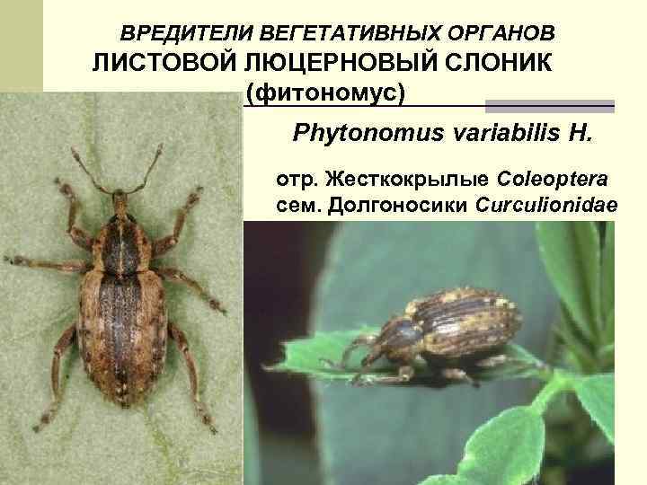 ВРЕДИТЕЛИ ВЕГЕТАТИВНЫХ ОРГАНОВ ЛИСТОВОЙ ЛЮЦЕРНОВЫЙ СЛОНИК (фитономус) Phytonomus variabilis H. отр. Жесткокрылые Coleoptera сем.