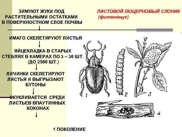ЗИМУЮТ ЖУКИ ПОД РАСТИТЕЛЬНЫМИ ОСТАТКАМИ В ПОВЕРХНОСТНОМ СЛОЕ ПОЧВЫ ИМАГО СКЕЛЕТИРУЮТ ЛИСТЬЯ ЯЙЦЕКЛАДКА В