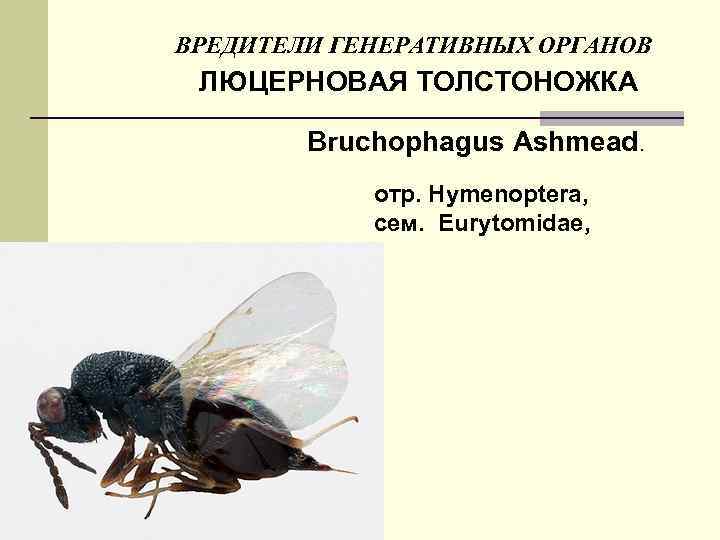 ВРЕДИТЕЛИ ГЕНЕРАТИВНЫХ ОРГАНОВ ЛЮЦЕРНОВАЯ ТОЛСТОНОЖКА Bruchophagus Ashmead. отр. Hymenoptera, сем. Eurytomidae, 