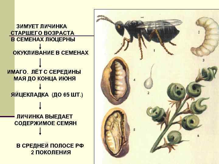 ЗИМУЕТ ЛИЧИНКА СТАРШЕГО ВОЗРАСТА В СЕМЕНАХ ЛЮЦЕРНЫ ОКУКЛИВАНИЕ В СЕМЕНАХ ИМАГО. ЛЁТ С СЕРЕДИНЫ