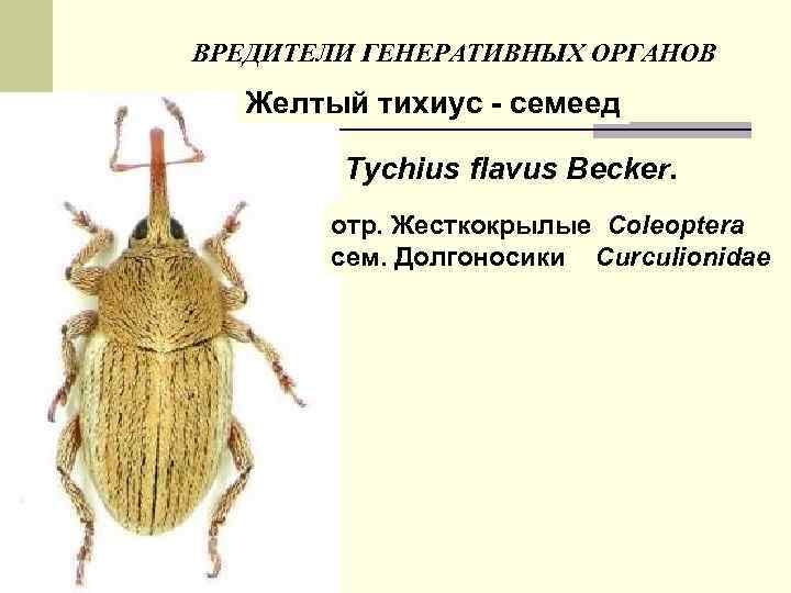 ВРЕДИТЕЛИ ГЕНЕРАТИВНЫХ ОРГАНОВ Желтый тихиус - семеед Tychius flavus Becker. отр. Жесткокрылые Coleoptera сем.