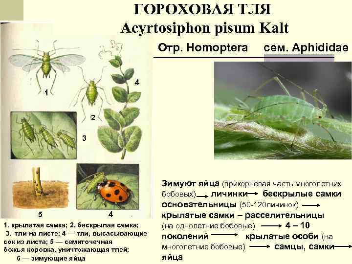 ГОРОХОВАЯ ТЛЯ Acyrtosiphon pisum Kalt Отр. Homoptera сем. Aphididae 4 1 2 3 3