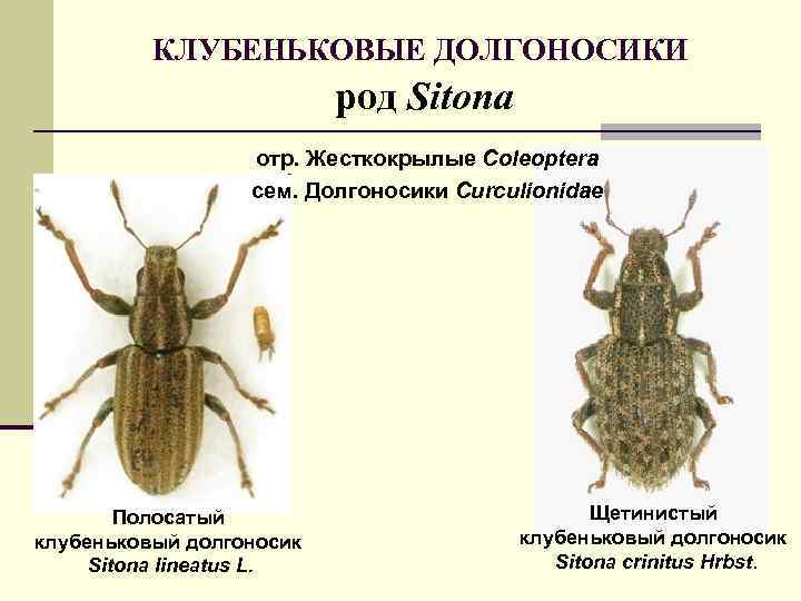 КЛУБЕНЬКОВЫЕ ДОЛГОНОСИКИ род Sitona отр. Жесткокрылые Coleoptera сем. Долгоносики Curculionidae Полосатый клубеньковый долгоносик Sitona