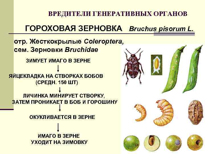 ВРЕДИТЕЛИ ГЕНЕРАТИВНЫХ ОРГАНОВ ГОРОХОВАЯ ЗЕРНОВКА Bruchus pisorum L. отр. Жесткокрылые Сoleroptera, сем. Зерновки Bruchidae