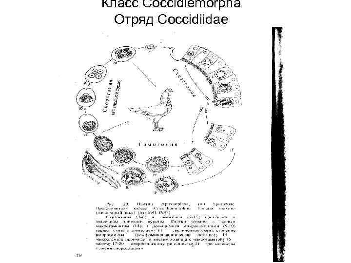 Класс Coccidiemorpha Отряд Coccidiidae 