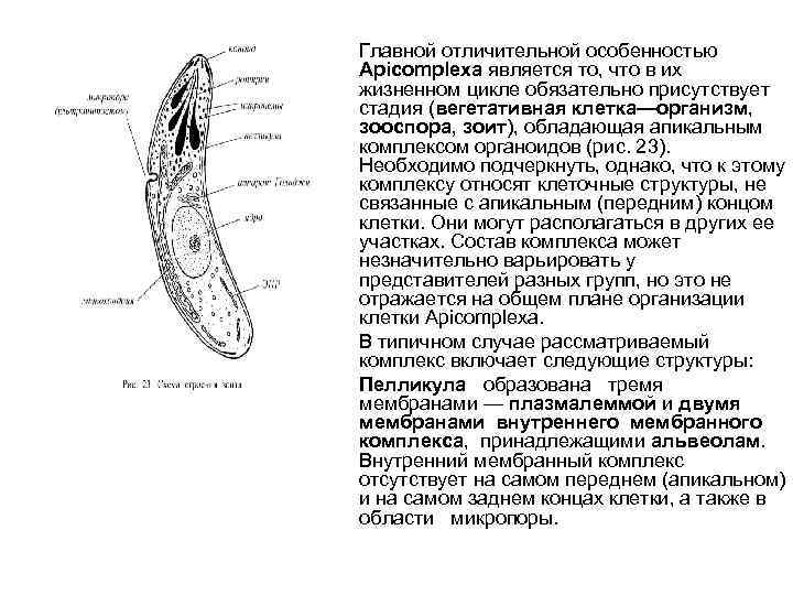  • • • Главной отличительной особенностью Арiсоmplеха является то, что в их жизненном