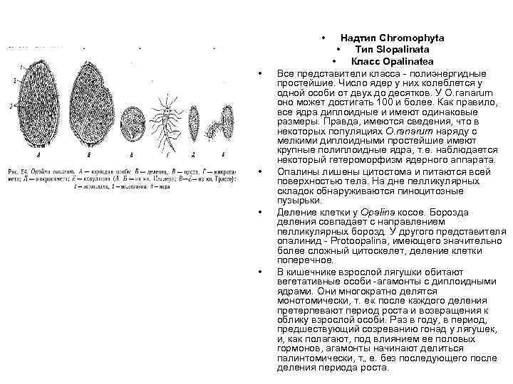  • • • Надтип Chromophyta • Тип Slopalinata • Класс Opalinatea Все представители