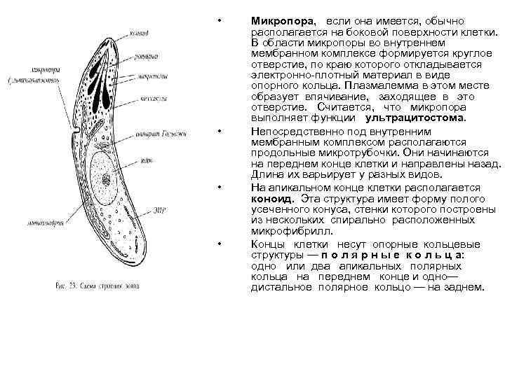  • • Микропора, если она имеется, обычно располагается на боковой поверхности клетки. В