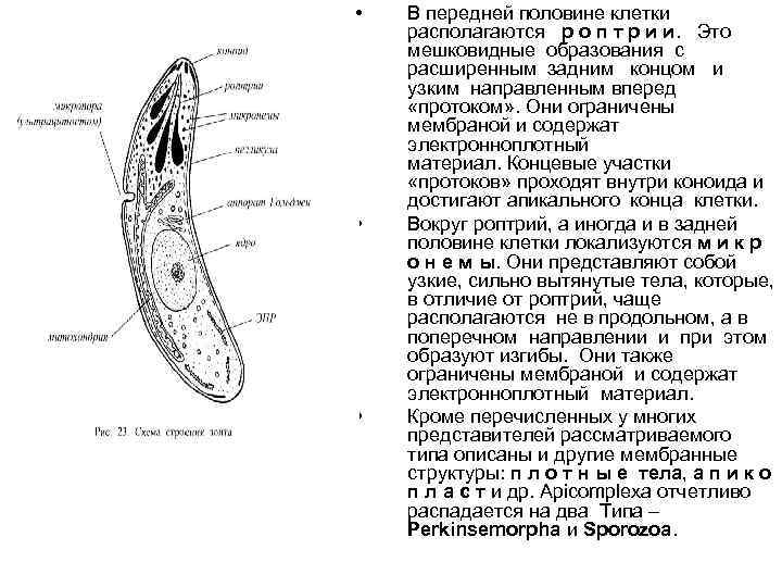  • • • В передней половине клетки располагаются р о п т р