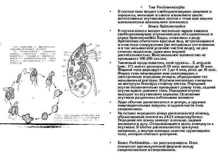  • • Тип Регкinsemorpha В состав типа входят свободноживущие хищники и паразиты, имеющие