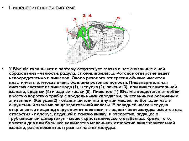  • Пищеварительная система • У Bivalvia головы нет и поэтому отсутствует глотка и