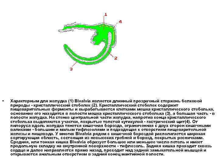  • Характерным для желудка (1) Bivalvia является длинный прозрачный стержень белковой природы -