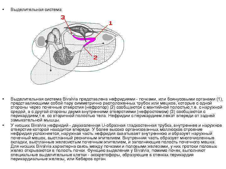  • Выделительная система Bivalvia представлена нефридиями - почками, или боянусовыми органами (1), представляющими