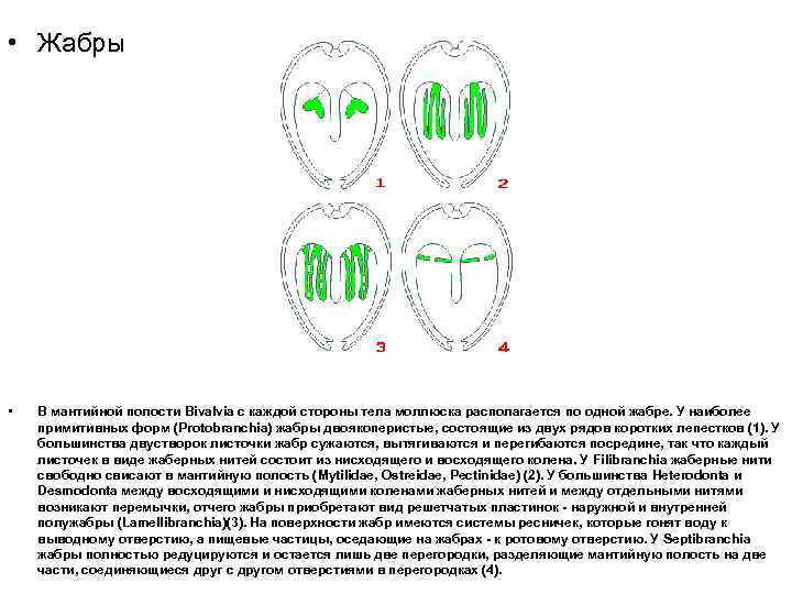  • Жабры • В мантийной полости Bivalvia с каждой стороны тела моллюска располагается