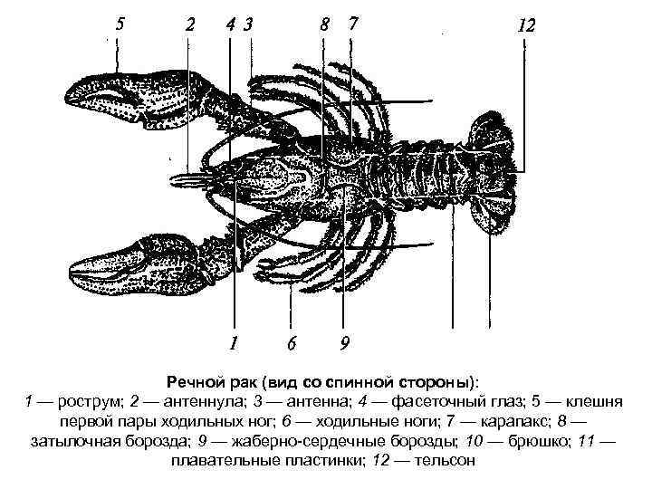 Речной рак (вид со спинной стороны): 1 — рострум; 2 — антеннула; 3 —